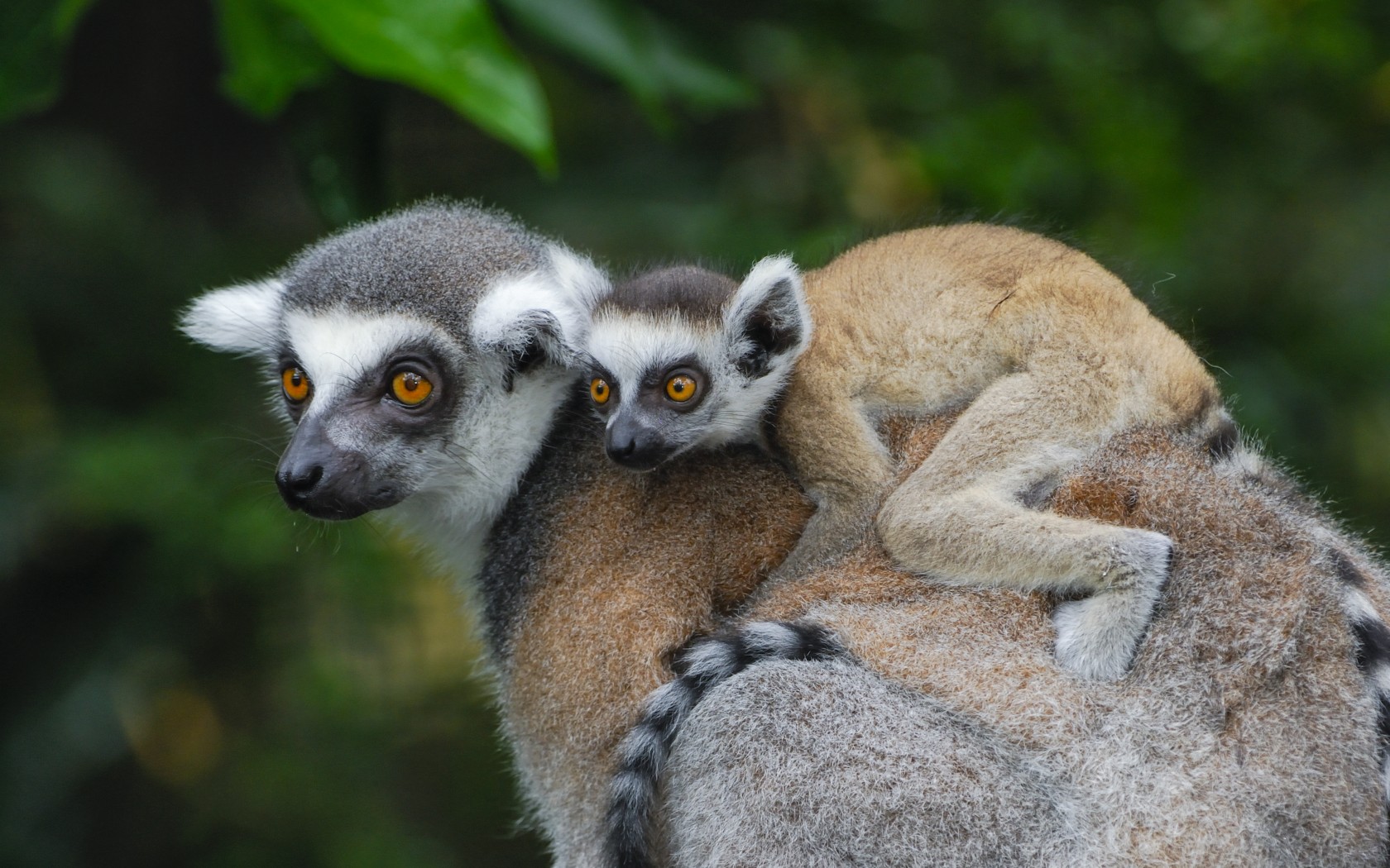 01-madagascar-106453964-1680x1050